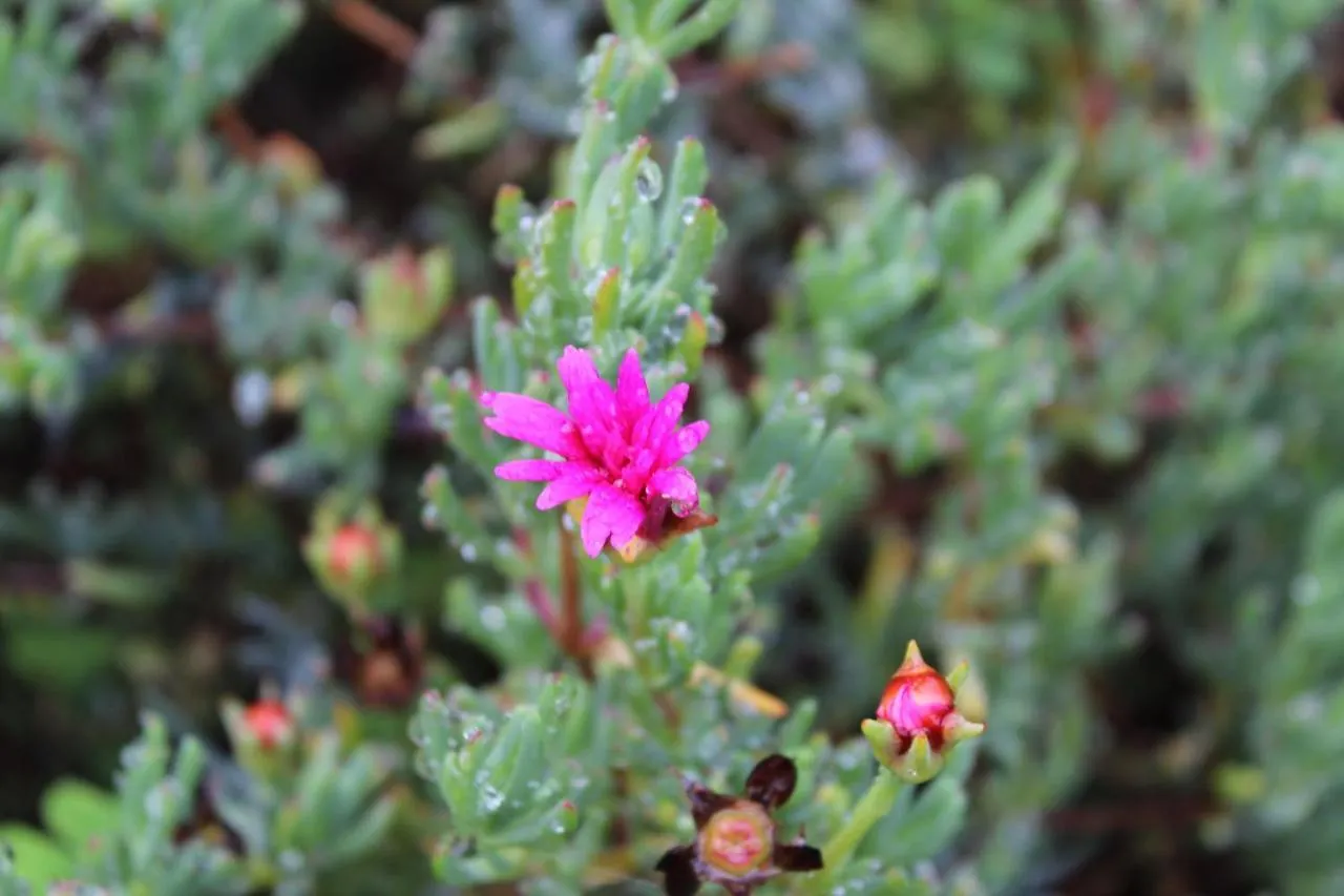 וילה Câmara de Lobos Quintinha Da Romana פורטוגל